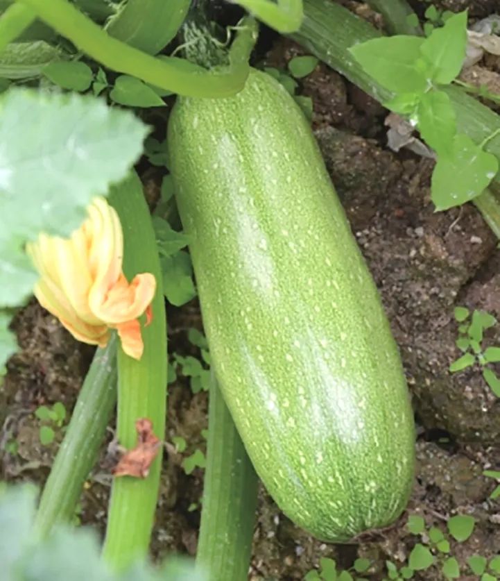 西葫芦是小南瓜吗(带你看西葫芦的日常管理)