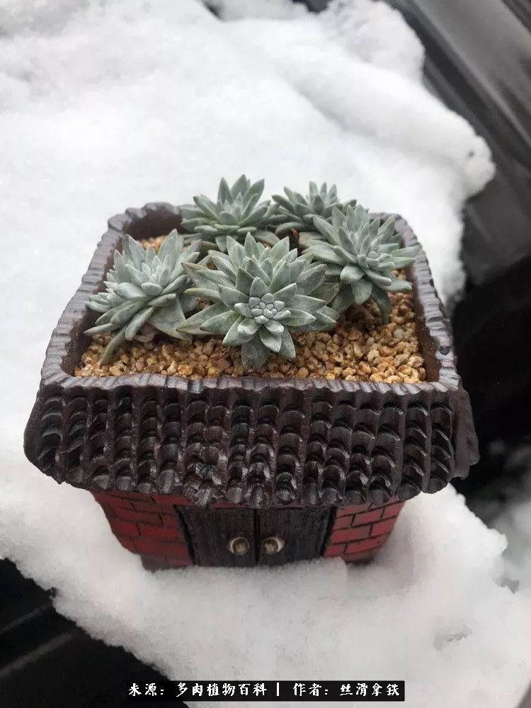 雪融花:雪中赏多肉,瑞雪兆丰年!