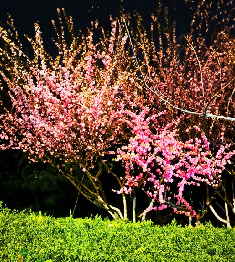 博山夜色春华俏，樱花玉兰枝头闹