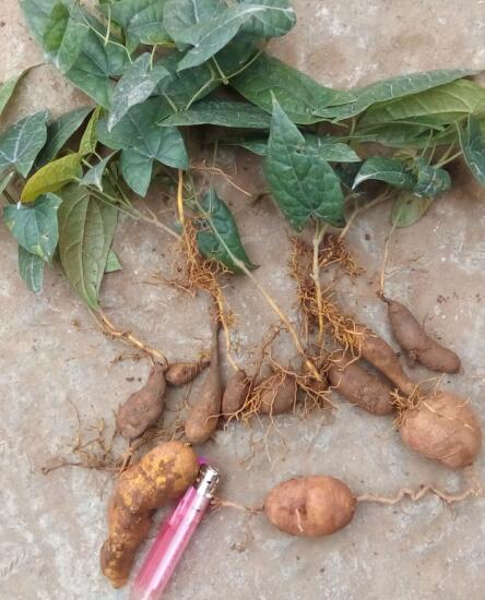 能治扁桃体炎,咽喉炎,口腔炎,腮腺炎,阑尾炎