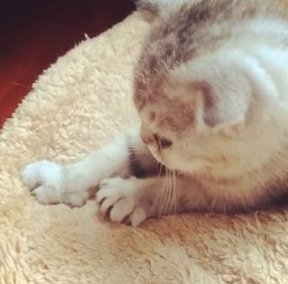 辟谣！猫咪踩奶只因为思念母亲吗？这其中的门道可多着呢