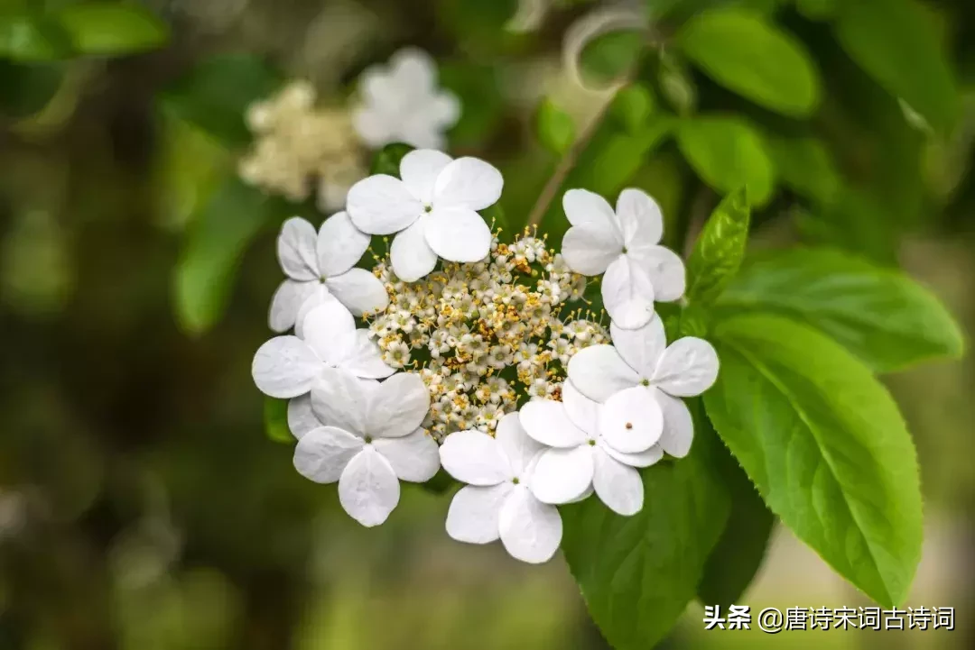 15种开在春天里的花,送给大家15种春天里的诗意