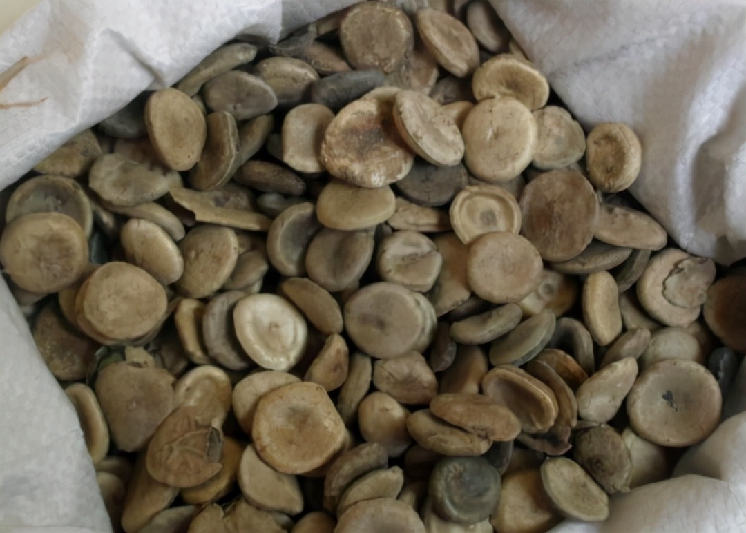 马前子功效与作用-我的快乐小窝