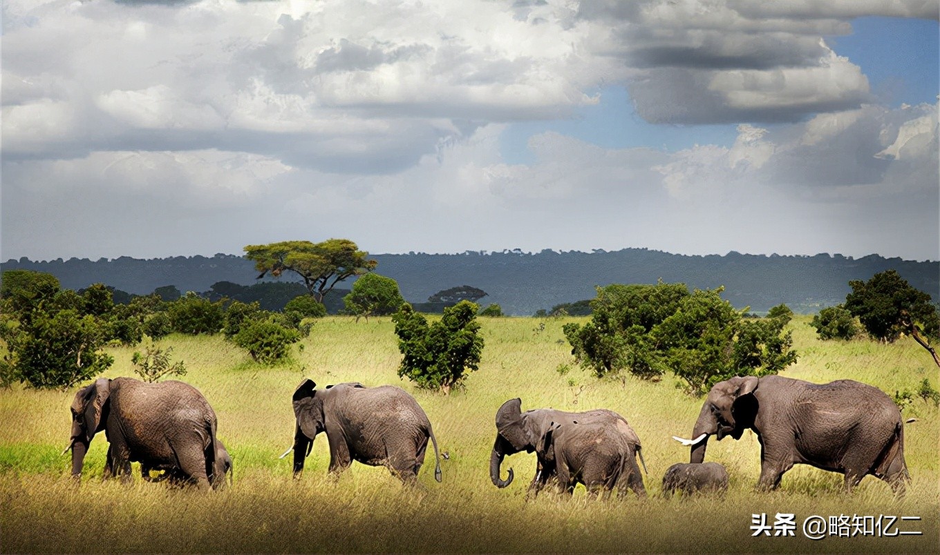 非洲动物图鉴：一起认识那些潇洒自由的灵魂