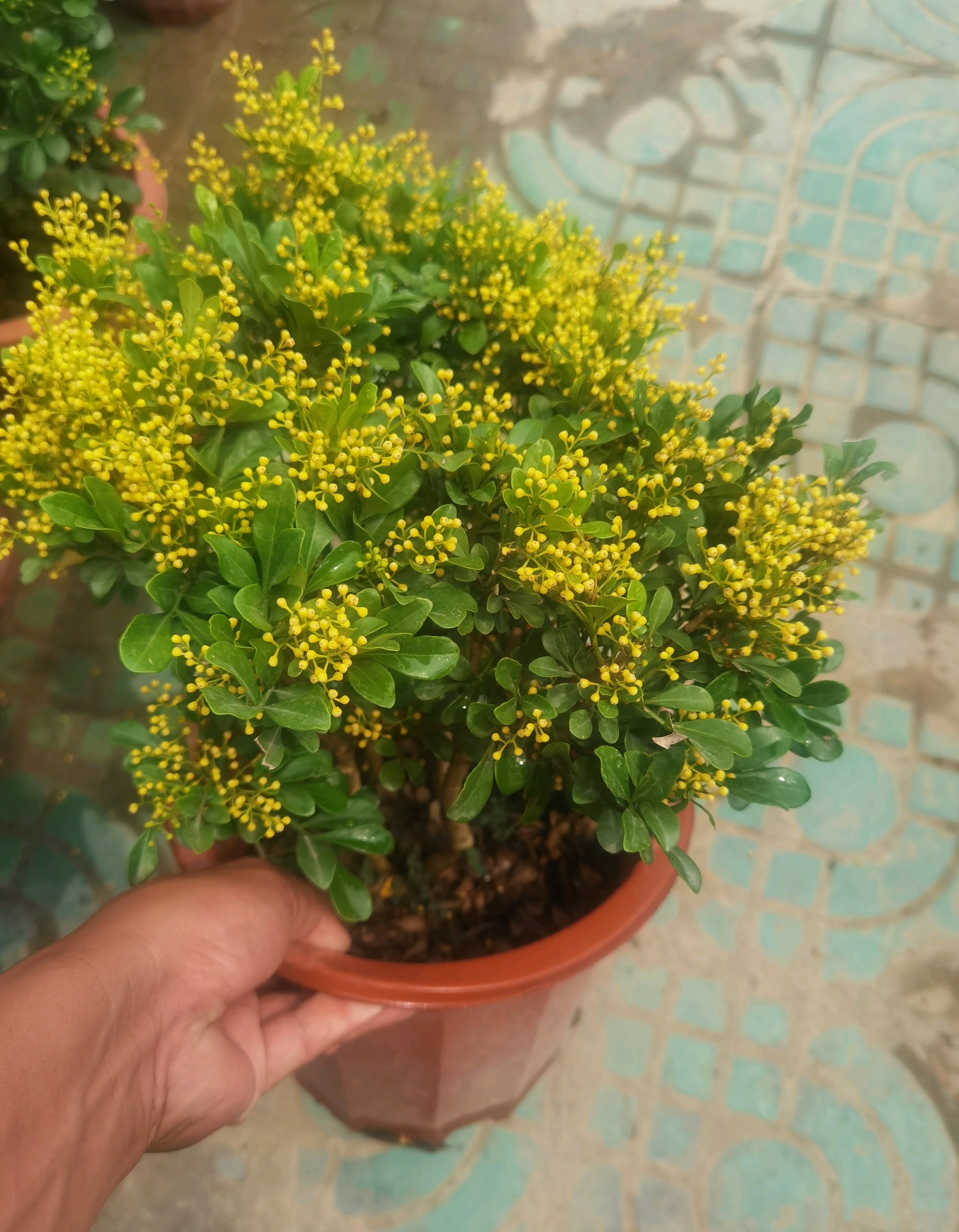 最好养的花卉有哪些（盘点五种最好养活的花卉）