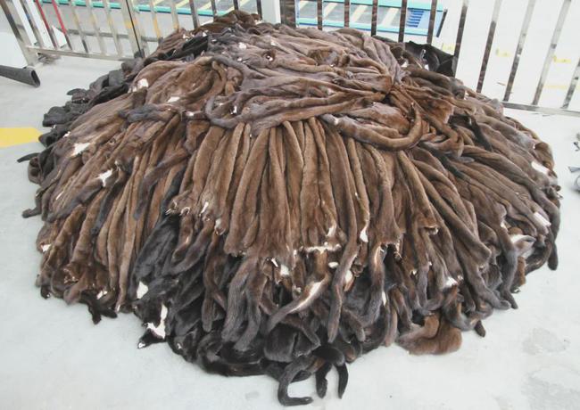 貂多少錢一只,貂多少錢一只 寵物