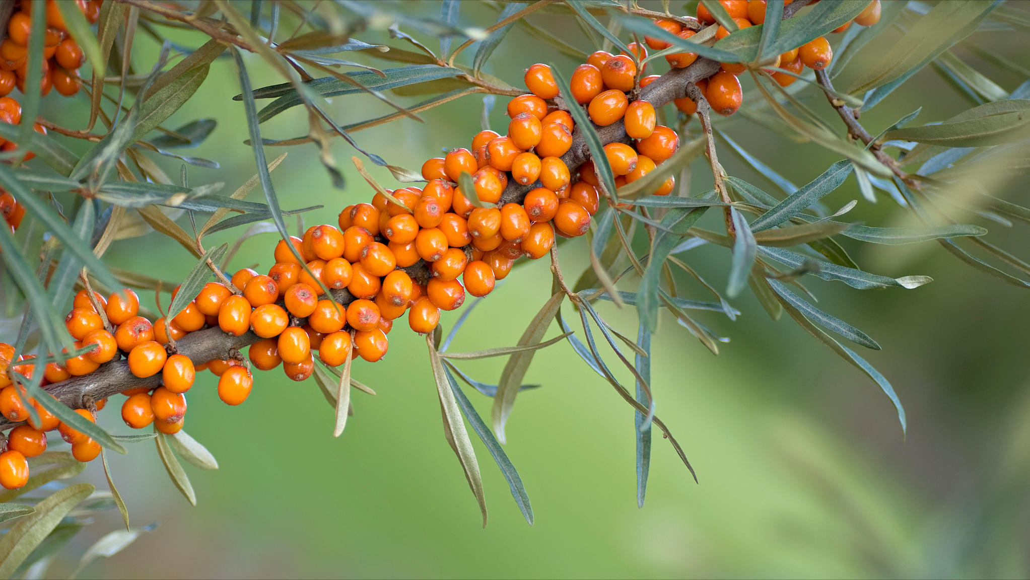 沙棘怎么食用(沙棘)