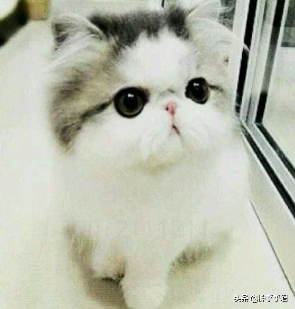 眼睛耳朵脏兮兮，猫咪却不肯擦？这三点能解决