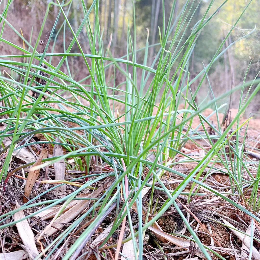 41种常吃的野菜,人间至味～你认识哪个野菜呢?