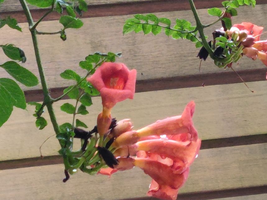 高分作文：陪伴