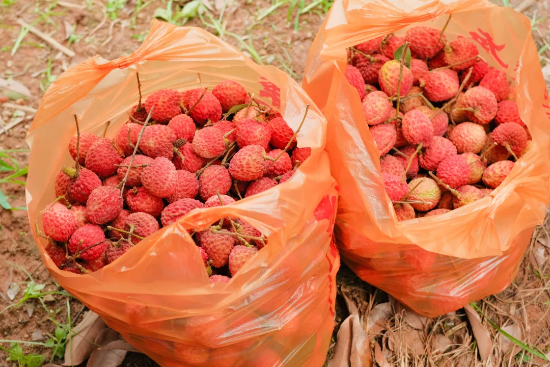 广州华立科技职业学院：助农战“疫”，我们在一起