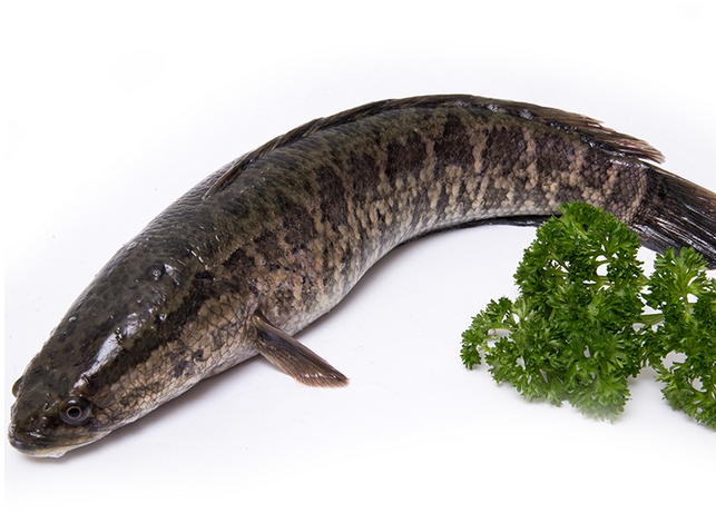 黑鱼虽说很普遍,但是你并不一定了解它,了解它的生活方式,才能知道大