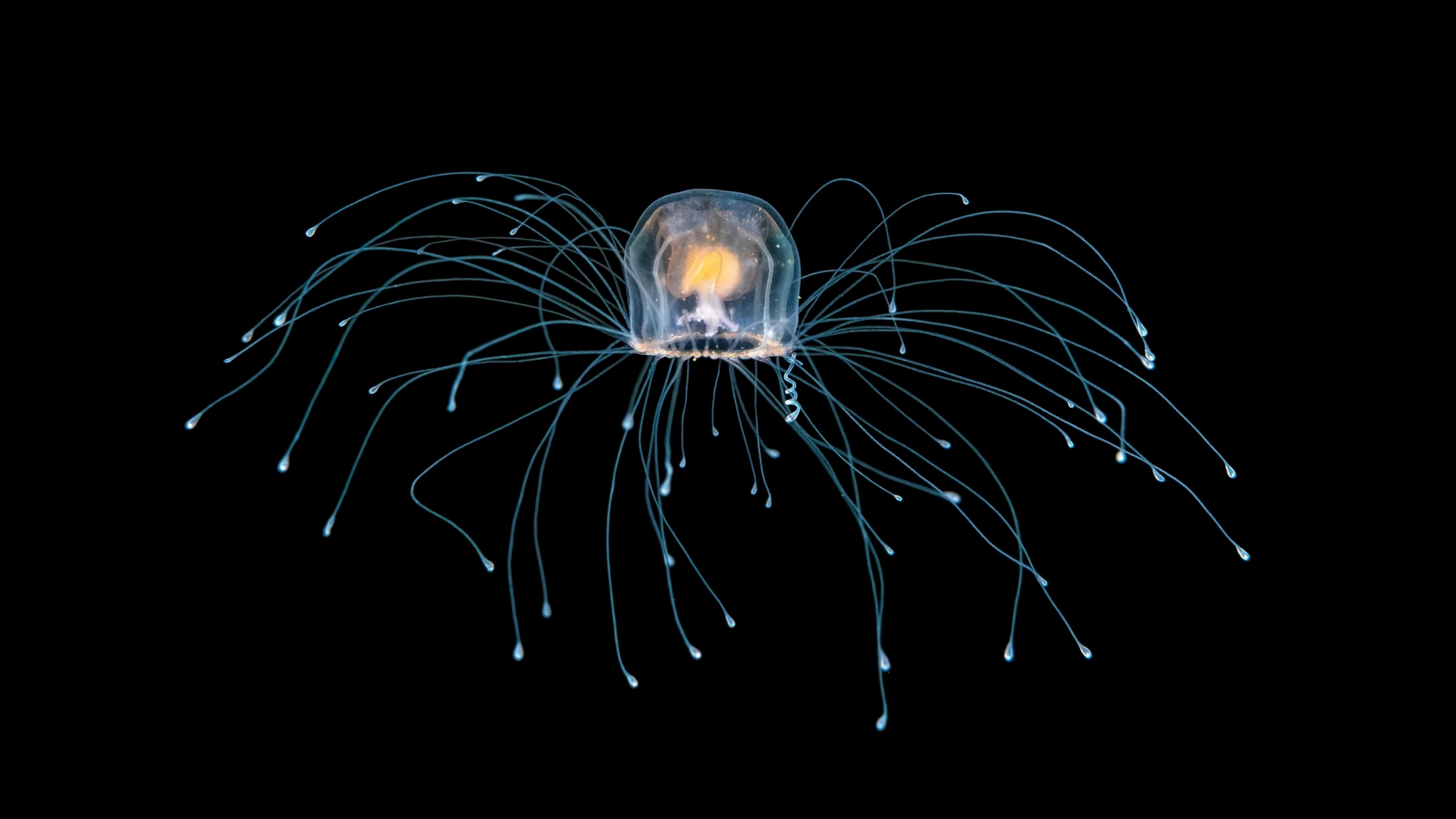 倒立水母寿命图片