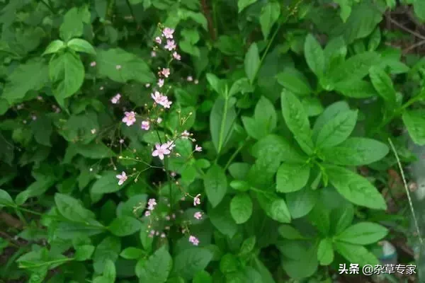 路边常见,没想到价值连城!不要再拿“土人参”喂猪了