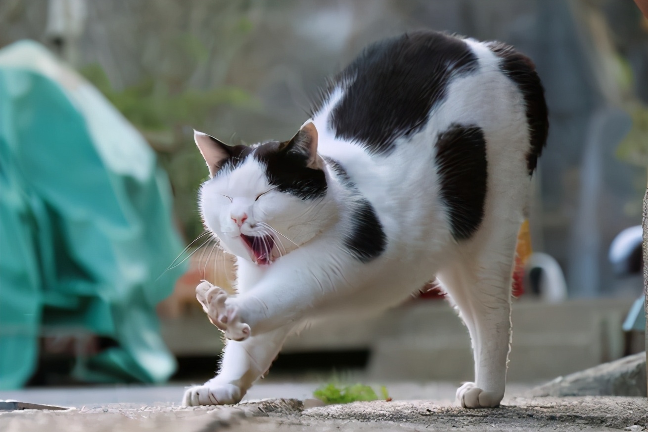 猫咪伸懒腰代表什么?