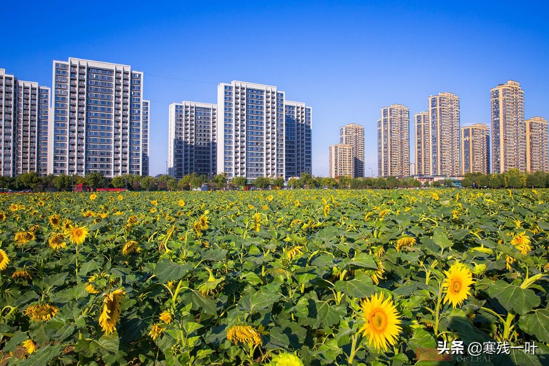 杭州哪里有花海看(杭州又一网红打卡地，260亩超大面积向日葵花海，太美了就在城北)