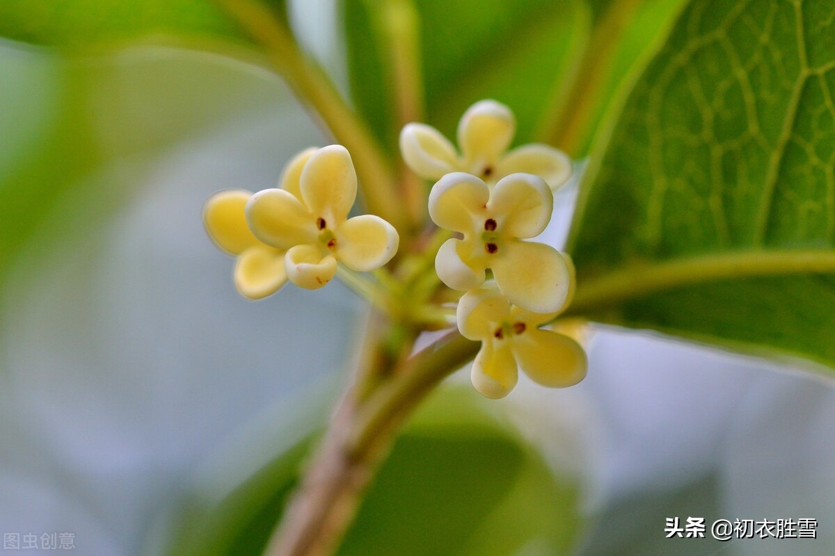 明丽清新桂花绝句六首：桂不多花细细风，晚秋风物早春诗