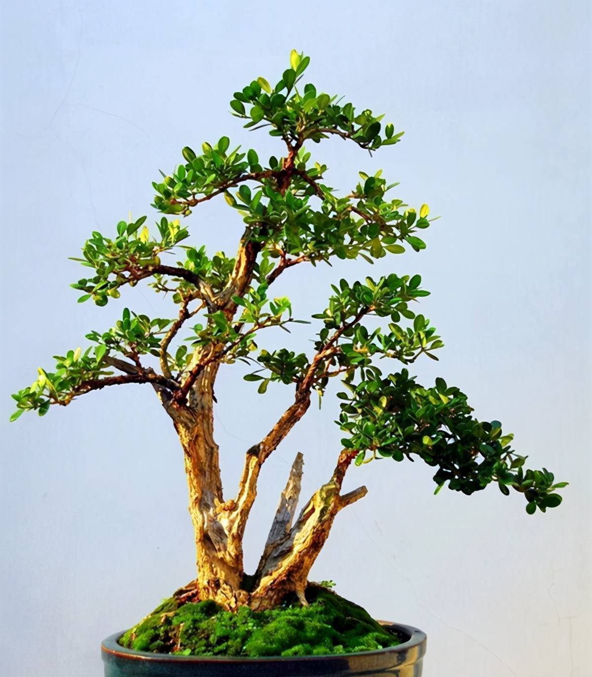 黄杨树盆景(黄杨盆景很特别,日常养护要学会,越养越值钱)