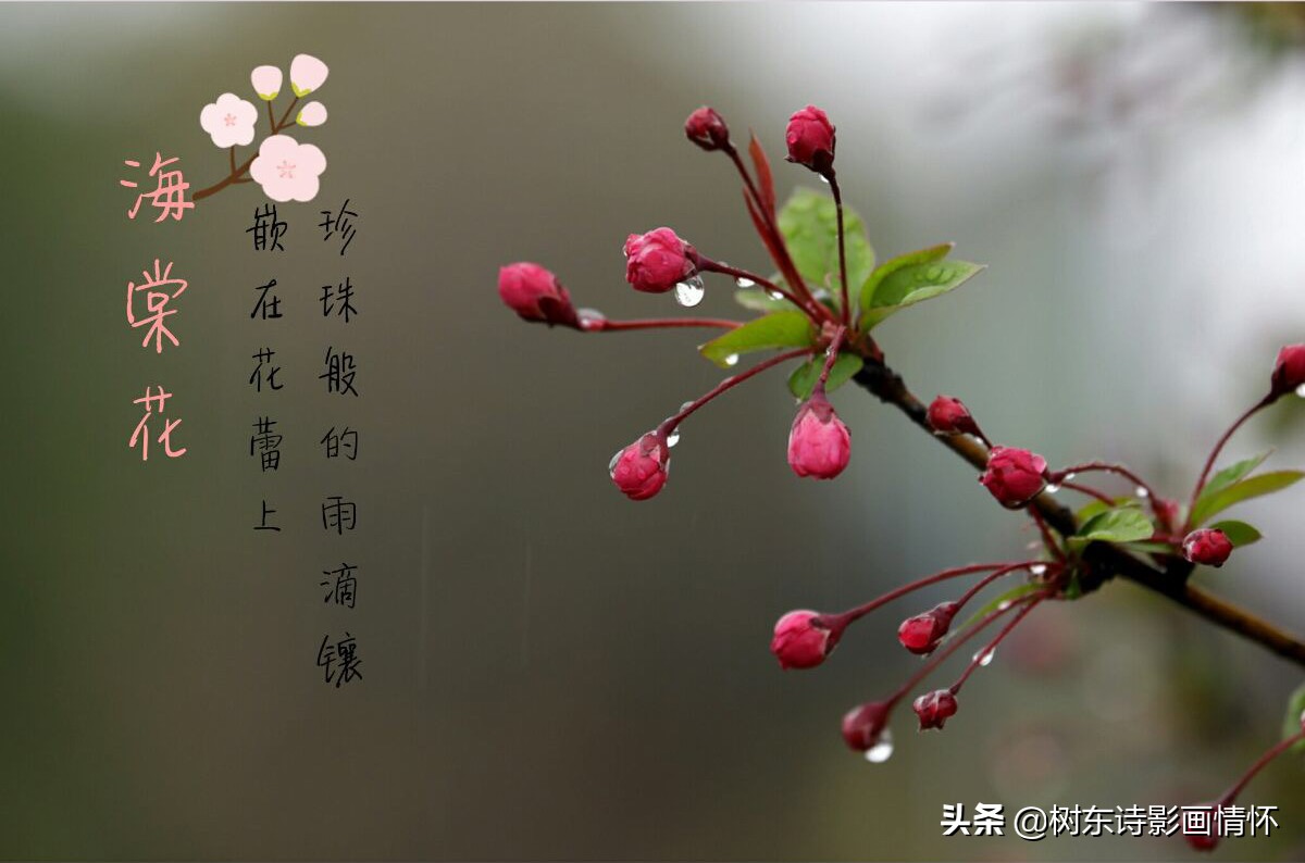 海棠含珠芬芳寓吉祥