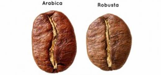 咖啡豆的种类「哪里的咖啡豆品质最好」