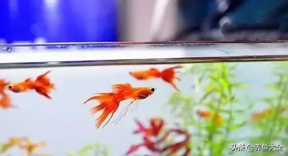 孔雀鱼小鱼苗饲养方法与技巧