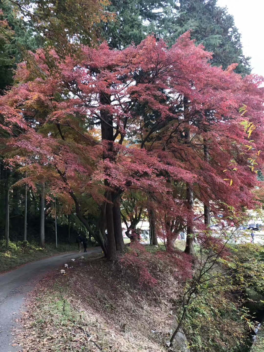 日本名古屋的红叶