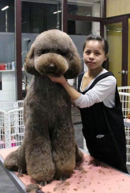 巨型贵宾犬多少钱价格高的