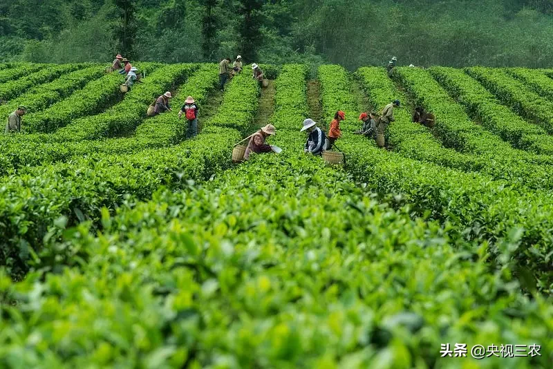 农业补贴项目有哪些,国家对农业补贴项目有哪些