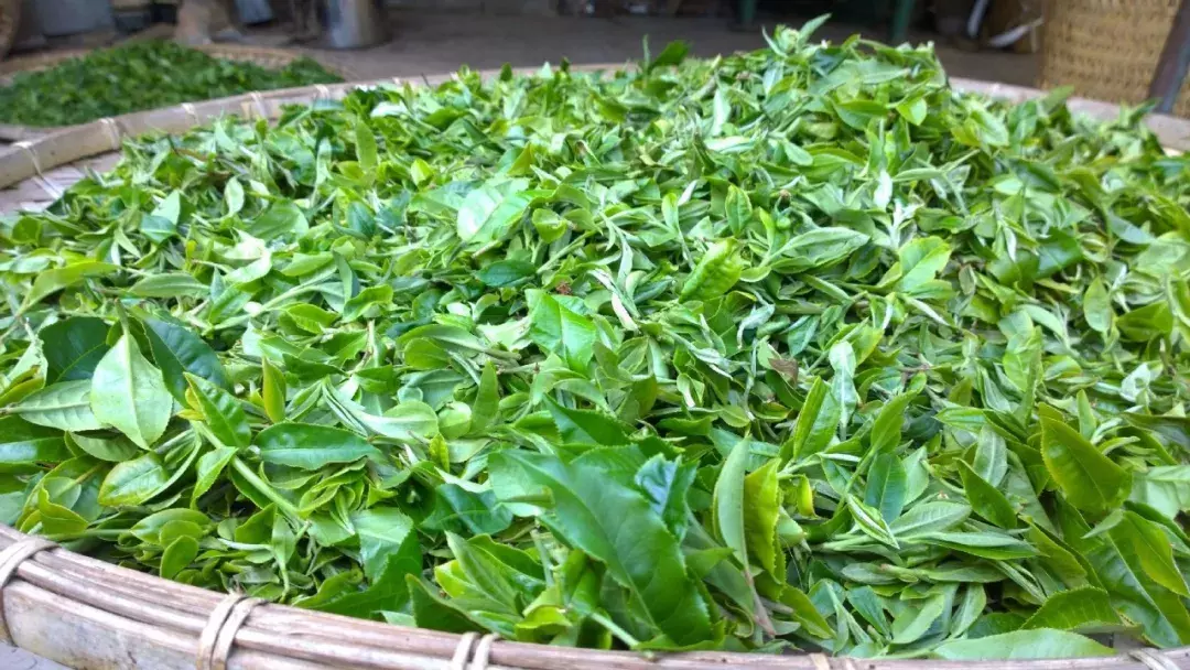 普洱茶几十元到上万元一斤，为何差距如此之大？