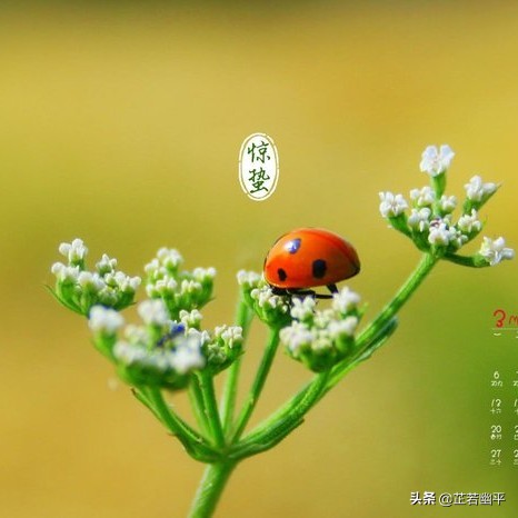 惊蛰 | 一雷惊鸣，万物始动；万卷春光，一缕明媚