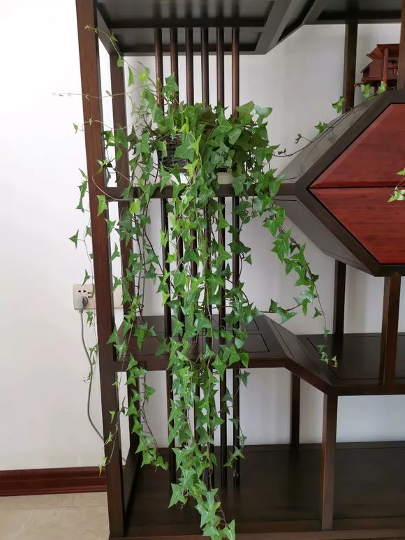 除甲醛的视频步骤19