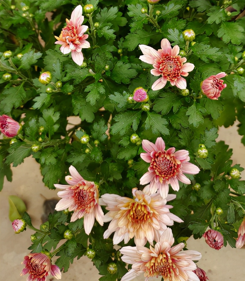 短日照植物有哪些(9种花光照时间越短越容易爆盆)
