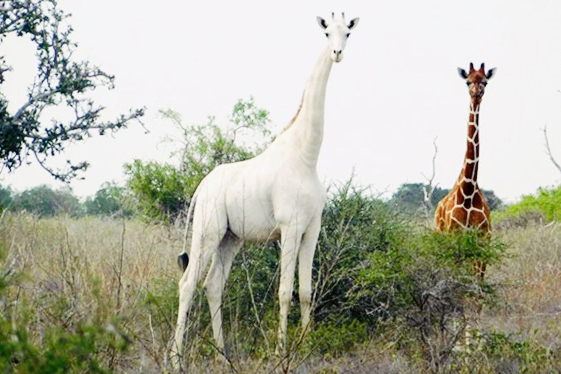 长颈鹿的繁殖过程有多奇特？遇上危险，出于自保长颈鹿有多凶猛？