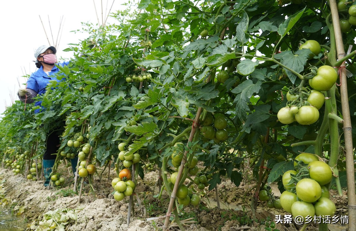 萝卜几月份种植才合适（萝卜几月份种比较合适）-第1张图片-巴山号