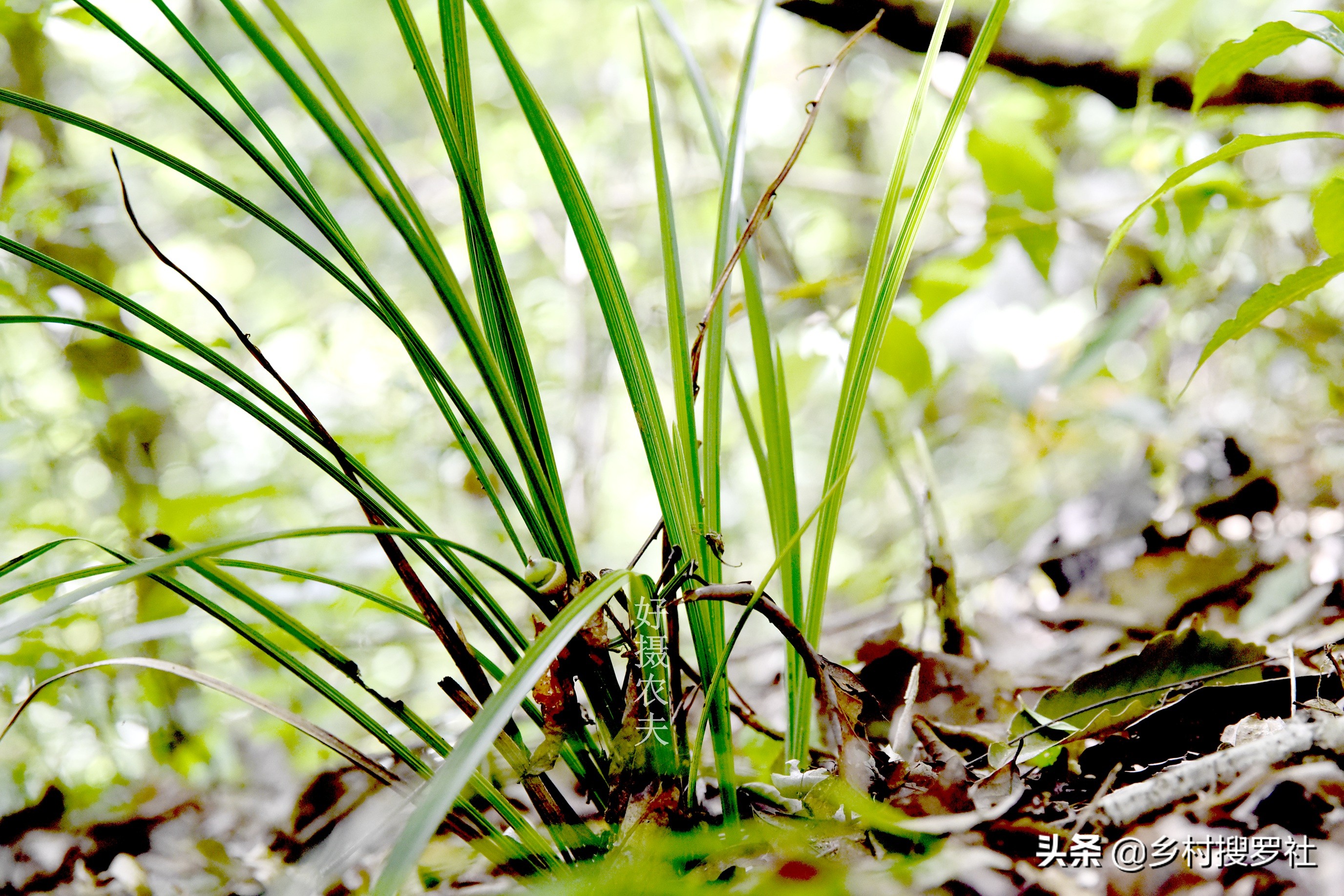 野生金边兰草值多少钱(遇到这样的野生兰花艺草) - 价格百科