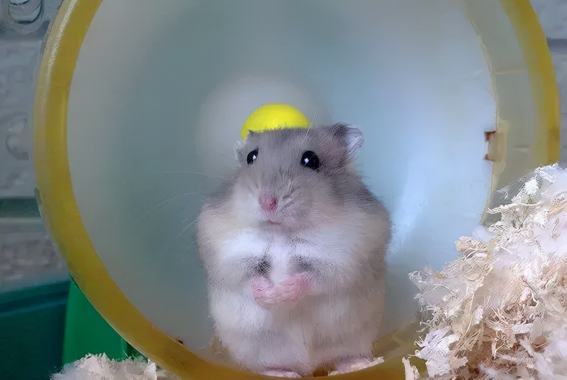 灰色小仓鼠怎么养忌讳什么精心整理
