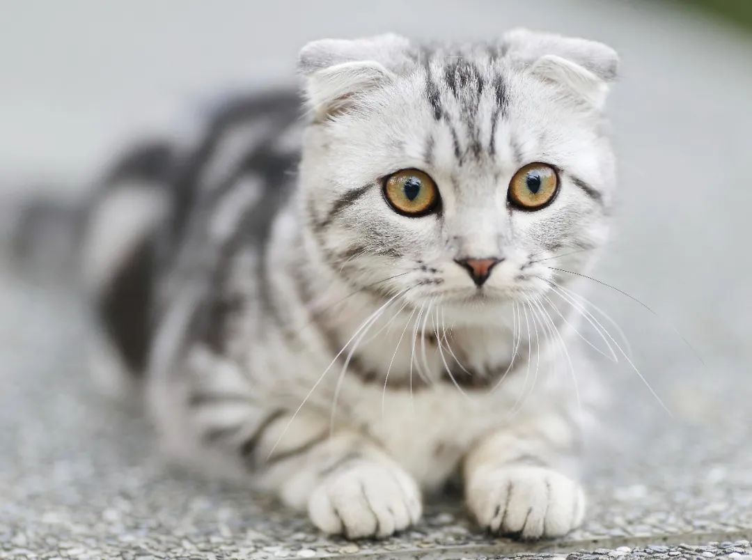 猫的英文单词cat的正确发音方法和读音指南