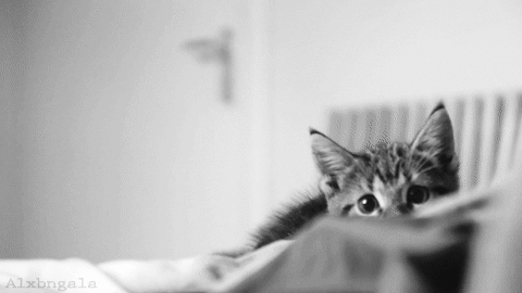 猫咪不是爱互殴就是乱咬人？盘点14种攻击行为的解决对策