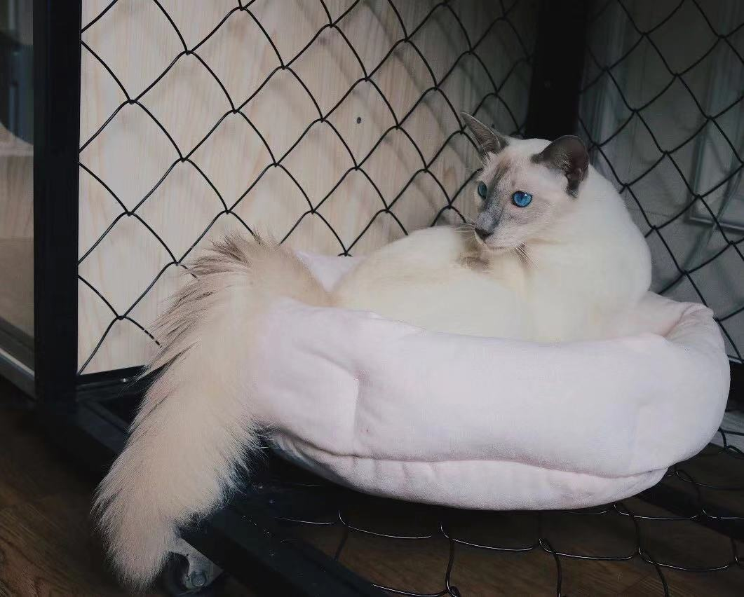 猫咪品种大盘点6:巴厘猫