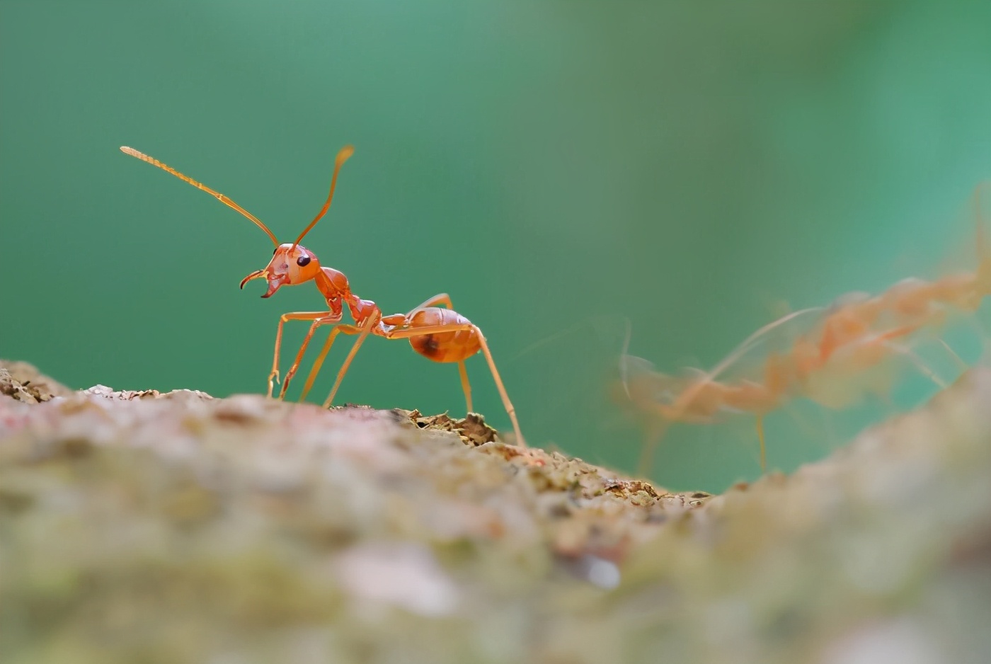 昆明海关查获入侵物种 什么是红狂蚁?走私暗藏更大威胁