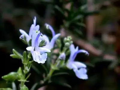 各种花的寓意及花语（100种花的花语大全）