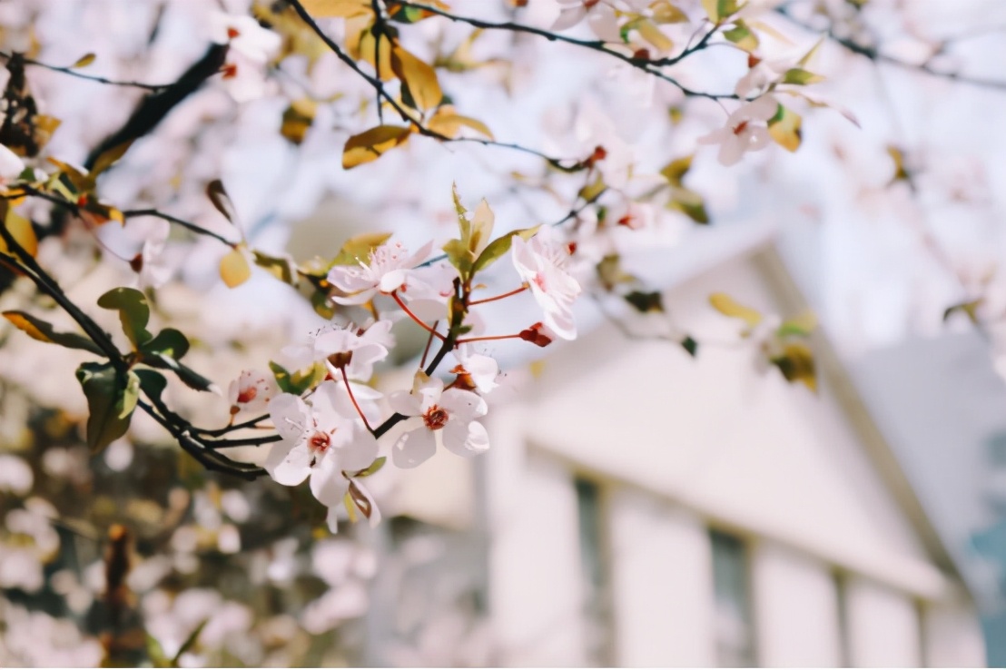 高清大图惊艳来袭！或许，“她”就是南京大学最美校花！