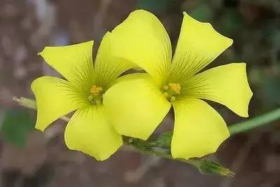 各种花的寓意及花语（100种花的花语大全）