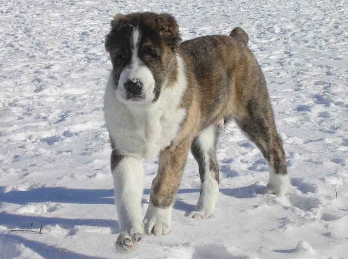 盘点世界十大大型犬排名，你都认识吗？