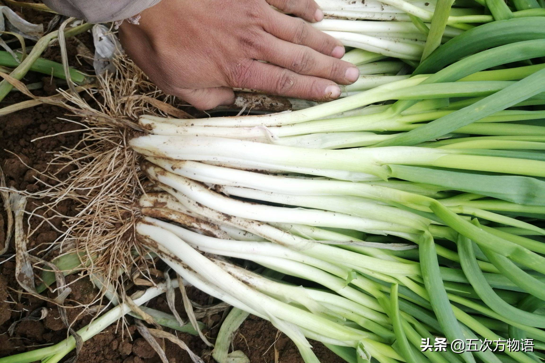 国内葱属蔬菜大全,你认识几个?