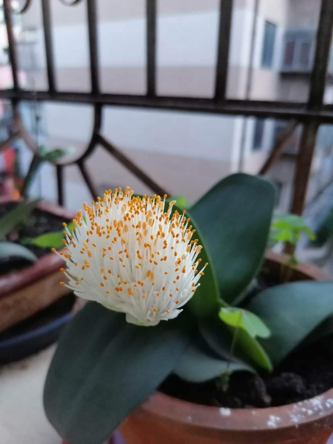 花草的图片大全（100种常见花图鉴一览表）