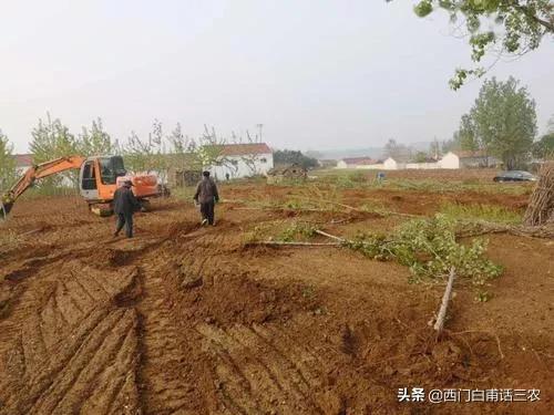 新土地法：既“退耕还林”，又禁止耕地栽树，咋弄？早看早明白