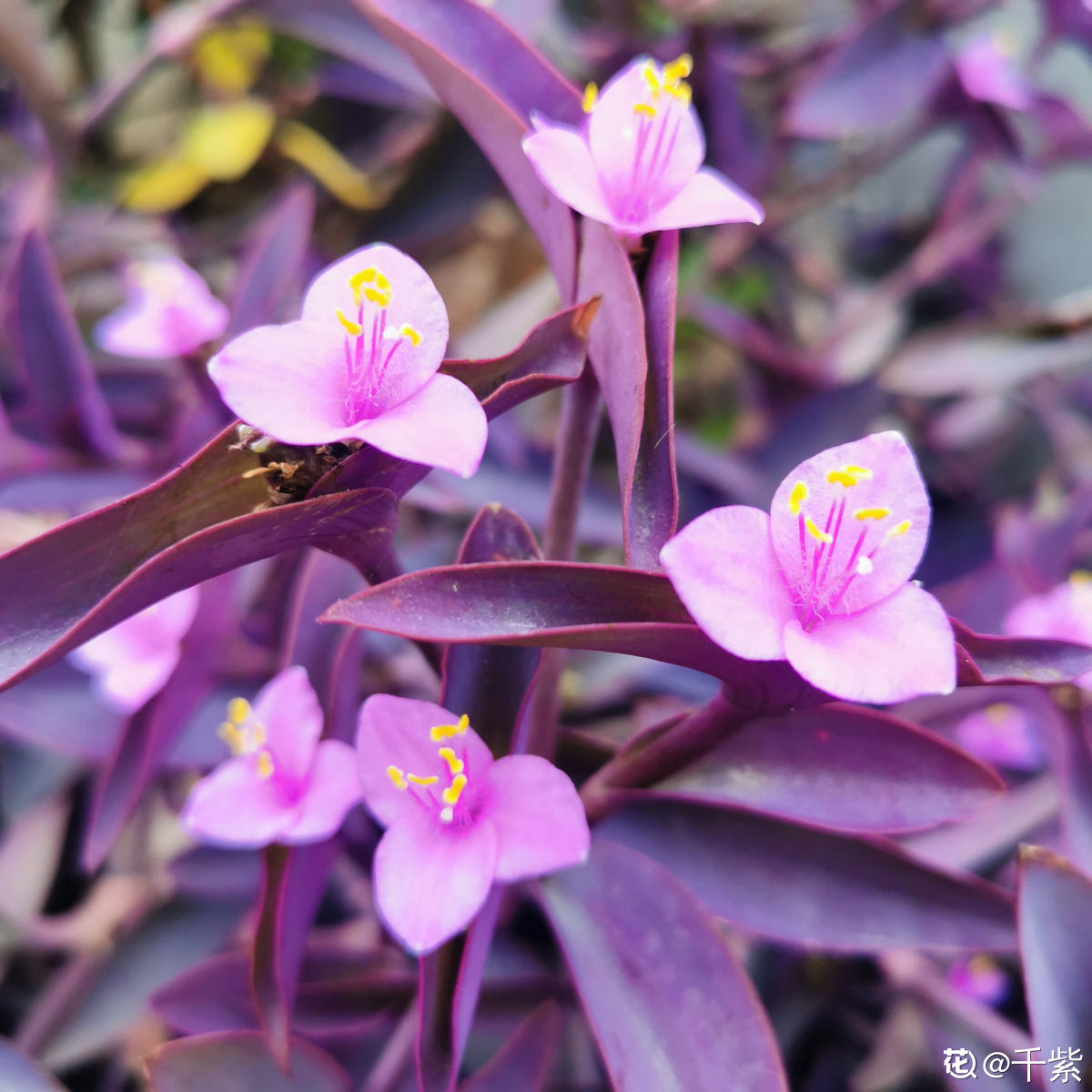 真正的“花坚强”，墙缝、地缝都长满，开花特别旺