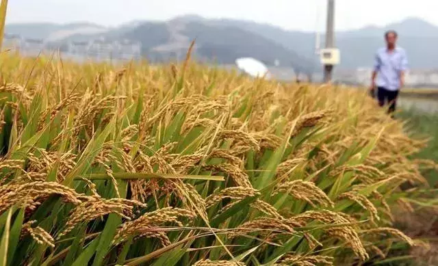 水稻的种植过程（水稻的种植过程二年级语文题）
