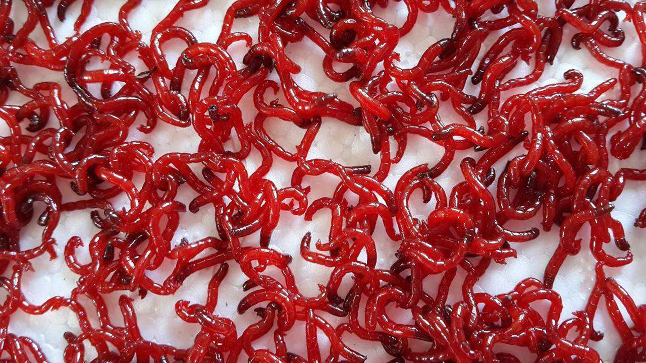 红虫和蚯蚓两种虫饵,我们在垂钓中选用哪个更合适?